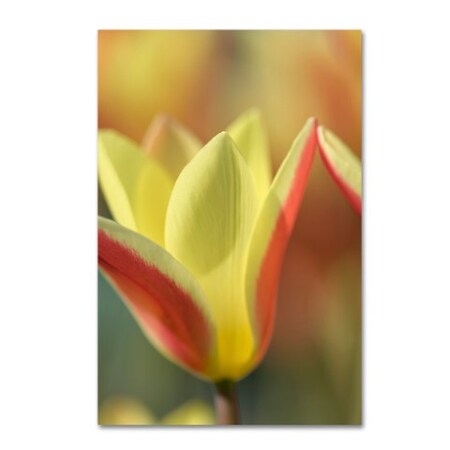 Trademark Fine Art Cora Niele 'Tulip Tinka' Canvas Art, 22x32 ALI1700-C2232GG